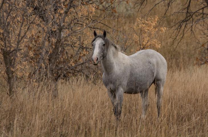 Jason Skoog horse photo 