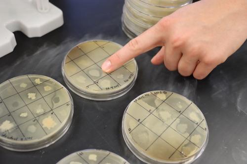 SURF Antibiotic research test results