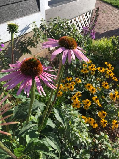 Andrew Sobkowiak pocket prairie Andrew Sobkowiak pocket prairie